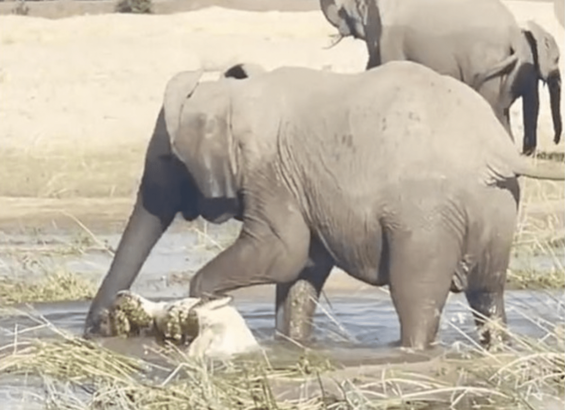 Moment elephant stomped crocodile to death in Zambian safari