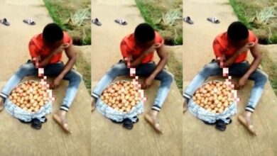 Moment farm worker caught after stealing eight crates of eggs overnight from farm (Video)