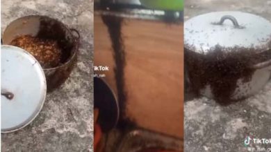 "This is Pure Witchcraft"- Nigerian Lady Shares Shocking Video of Solider Ants She Saw in Her Pot of Rice