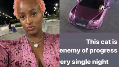 ‘Enemy of progress, every single night’ – DJ Cuppy calls out cat plaguing her