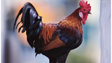 Kano Court Orders Killing Of 'Noisy' Cockerel For Disturbing Neighbours